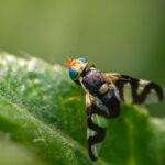 Obstfliegenfalle selbst machen - Fliegenfänger selber machen - Lösung und Anleitung