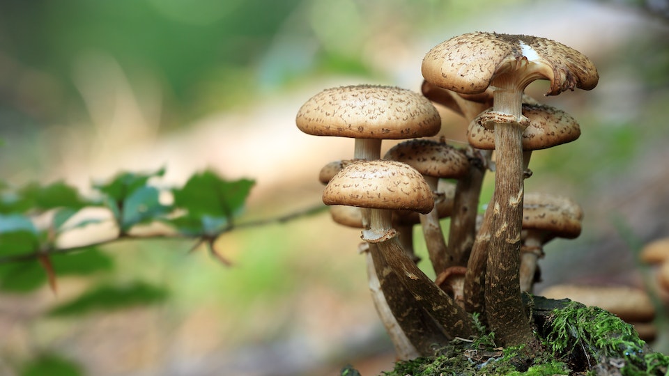 Warum sind Pilze keine Pflanzen? Eine Erklärung