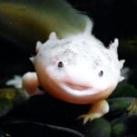 Axolotl kaufen - Anbieter, Übersicht, Wissenswertes und Tipps
