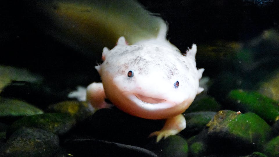 Axolotl kaufen Anbieter, Übersicht, Wissenswertes und Tipps