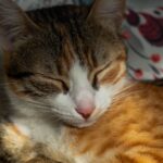 Katze zittert - was bedeutet das Lösung, Erklärung und Tipps