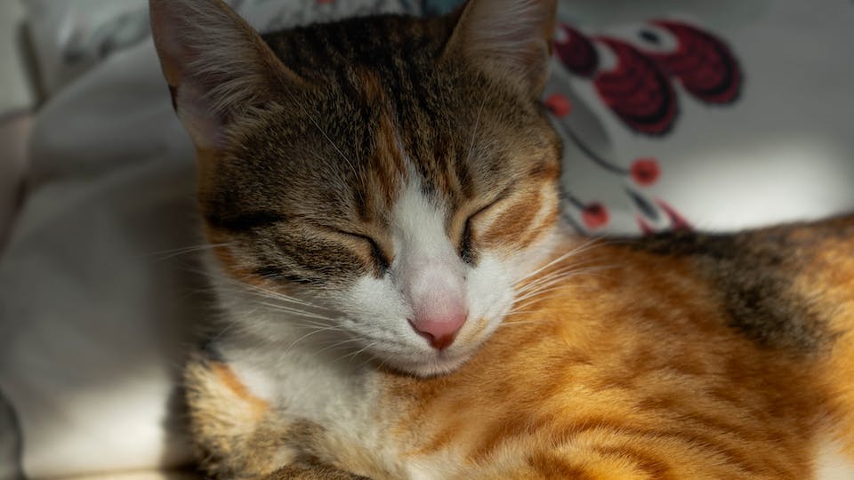 Katze zittert was bedeutet das? Lösung, Erklärung und Tipps
