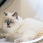 Trickmesser bei Katze anwenden - warum schreit Katze bei Kontakt? Lösung