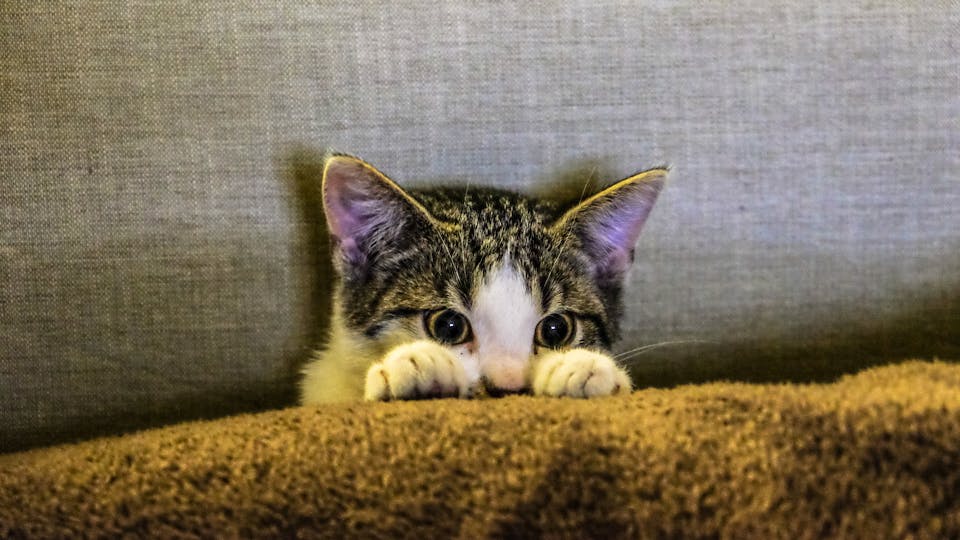 Katze jault - woran liegt das? Lösung und Tipps