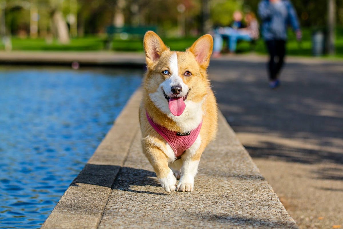Hunde bellen nachts plötzlich ohne Grund