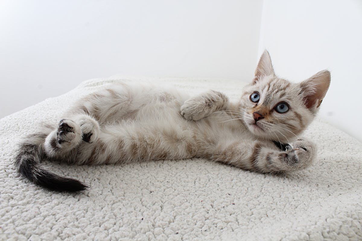 Katzen ignorieren das neue Katzenklo