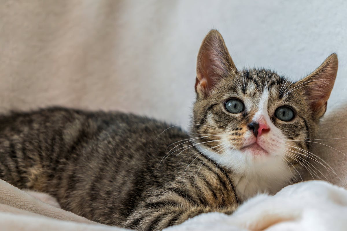 Katzenstreu im Test Welche Sorte bindet Gerüche am besten