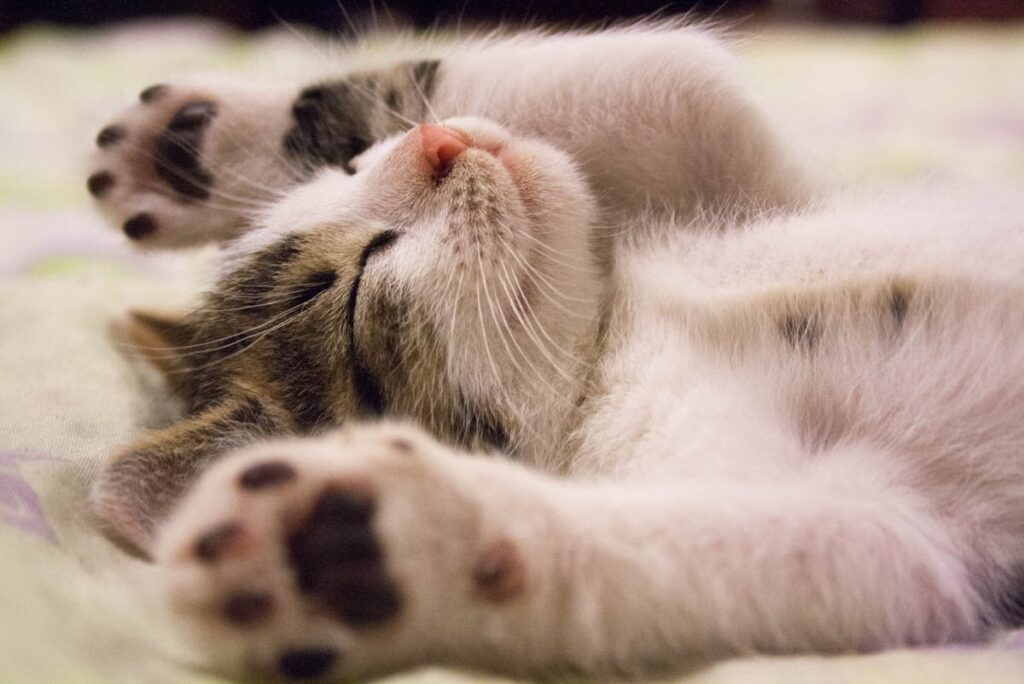 Katze frisst nicht mehr - schnelle Hilfe und Lösung