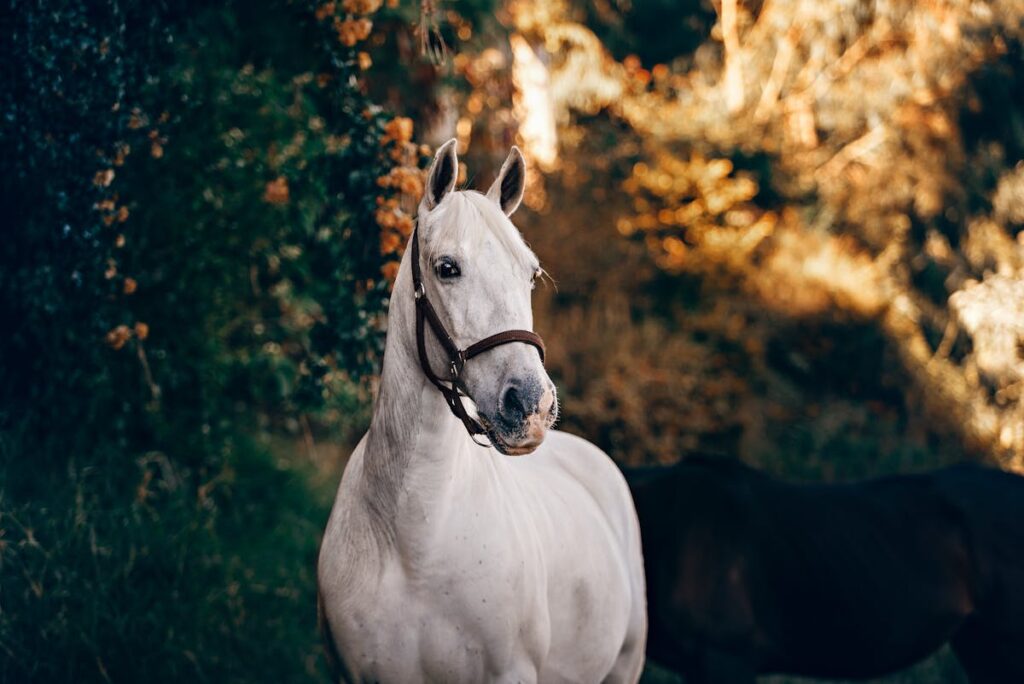 Welches Pferd passt zu mir Lösung und Tipps
